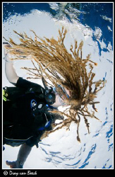 Rasta diver. by Dray Van Beeck 
